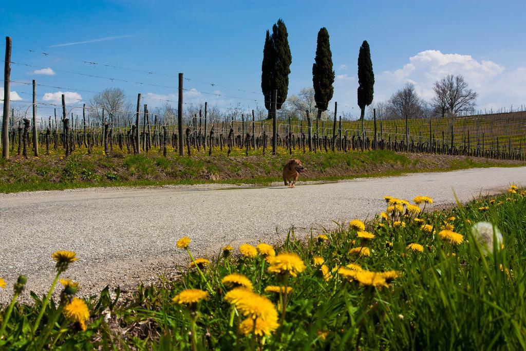 Premariacco D'Orsaria B&B And Wines المظهر الخارجي الصورة